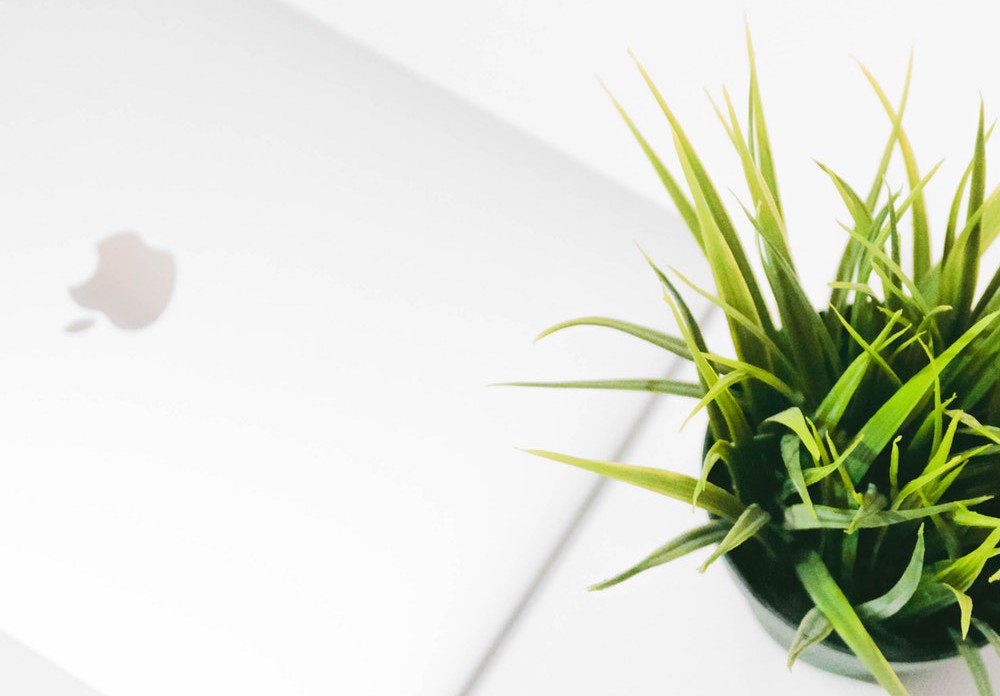 a macbook and a small green plant on desk
