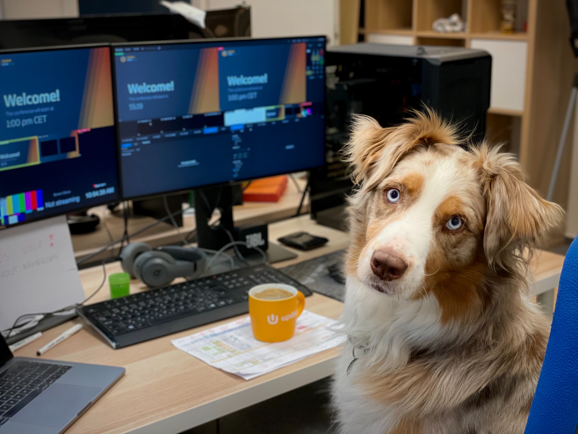 dog sitting in front of a computer
