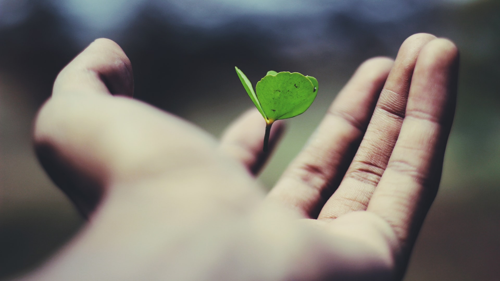 small plant in hand