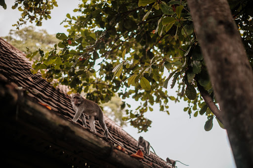 a monkey on a roof