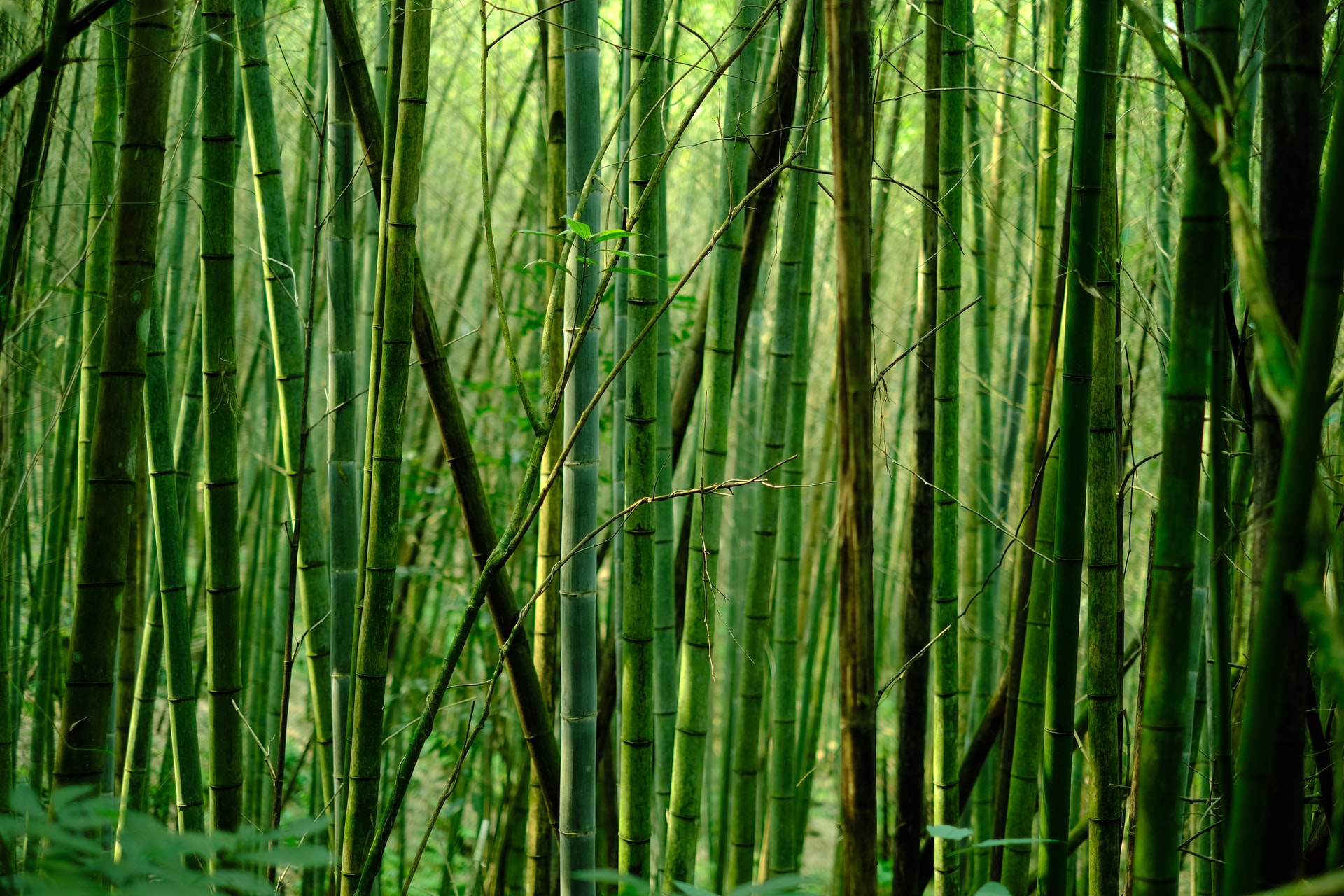 bamboo