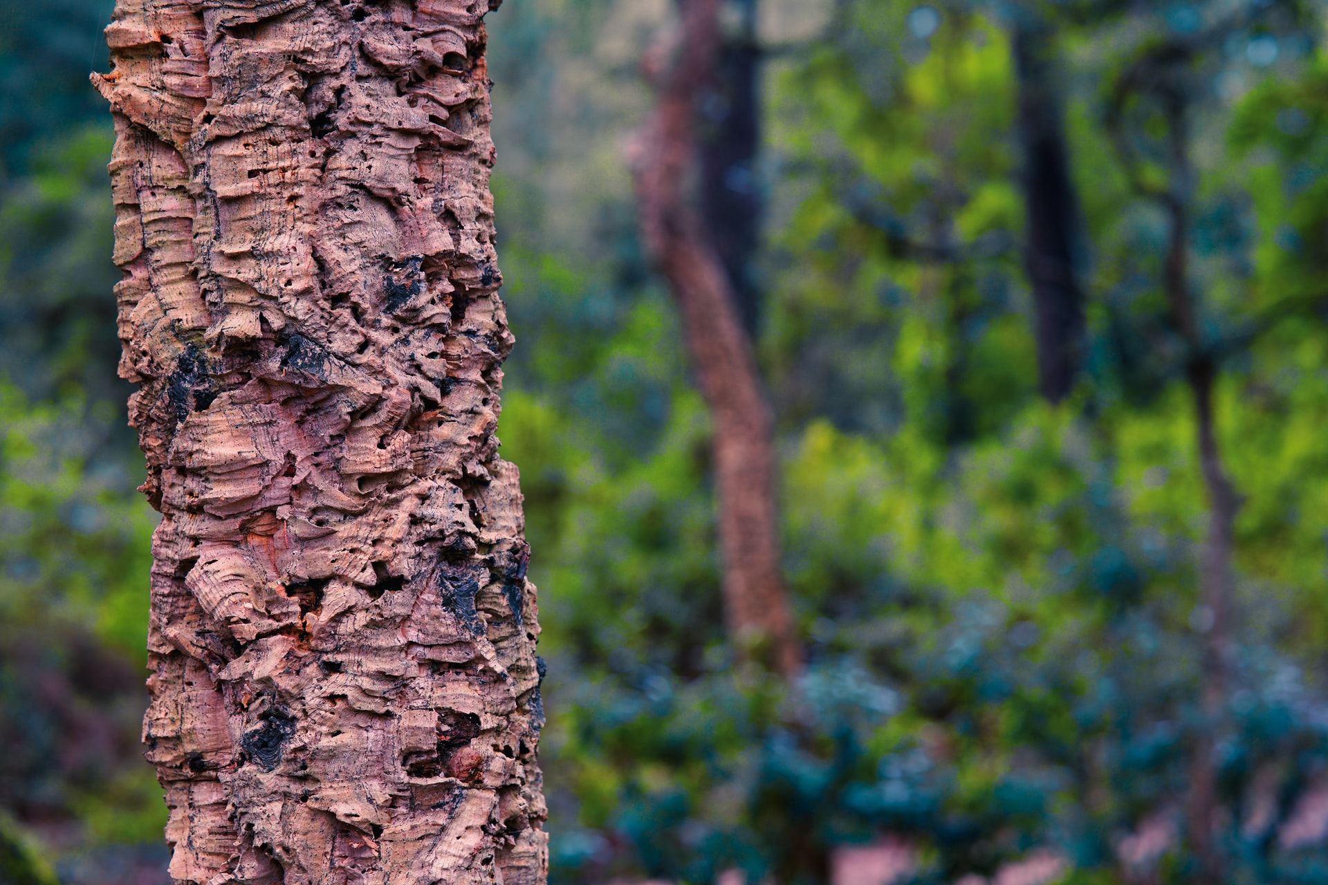 trees in a wood