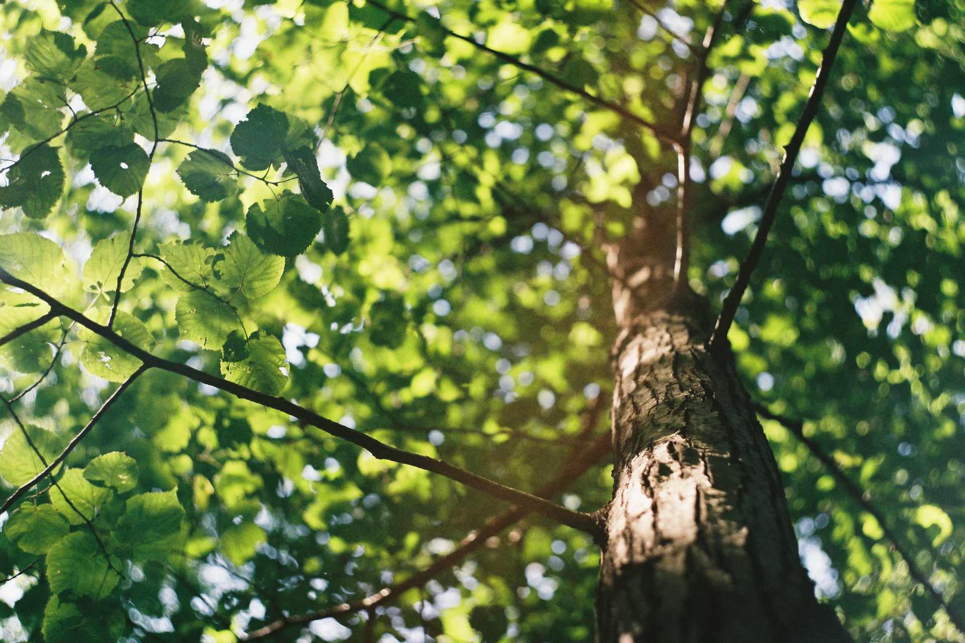 photo of a tree from the bottom