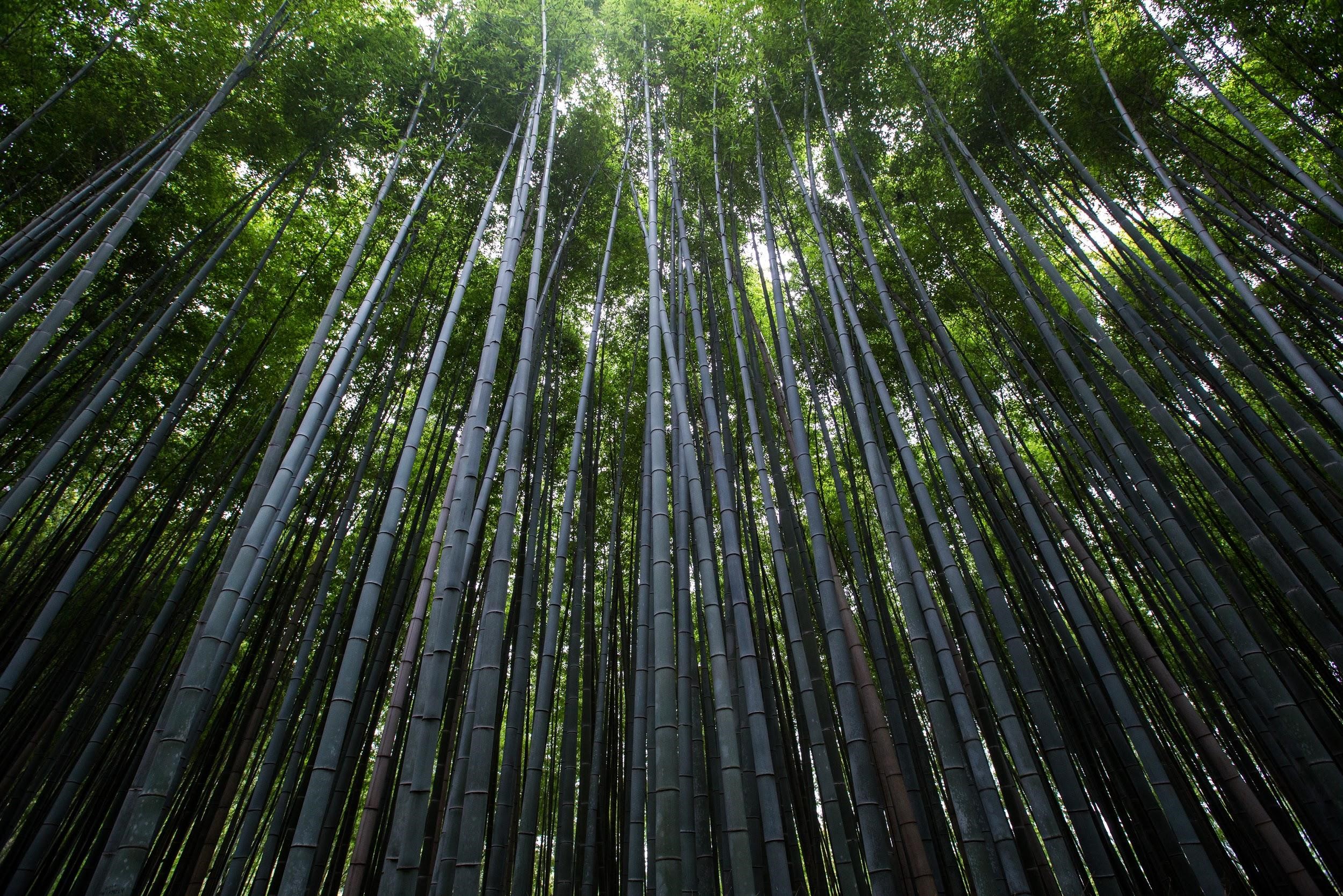 trees in wood photographed from below
